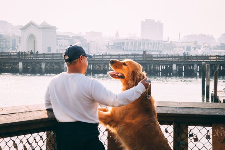 Golden Retriever stellt die Pfoten auf ein Geländer und begrüßt seinen Menschen am Wasser