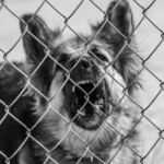 Schäferhund bellt hinter einem Maschendrahtzaun, Schwarzweißaufnahme