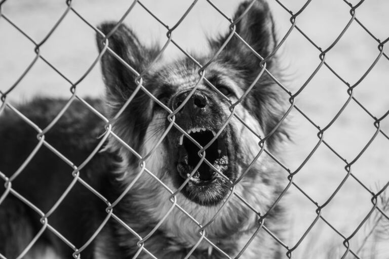 Schäferhund bellt hinter einem Maschendrahtzaun, Schwarzweißaufnahme