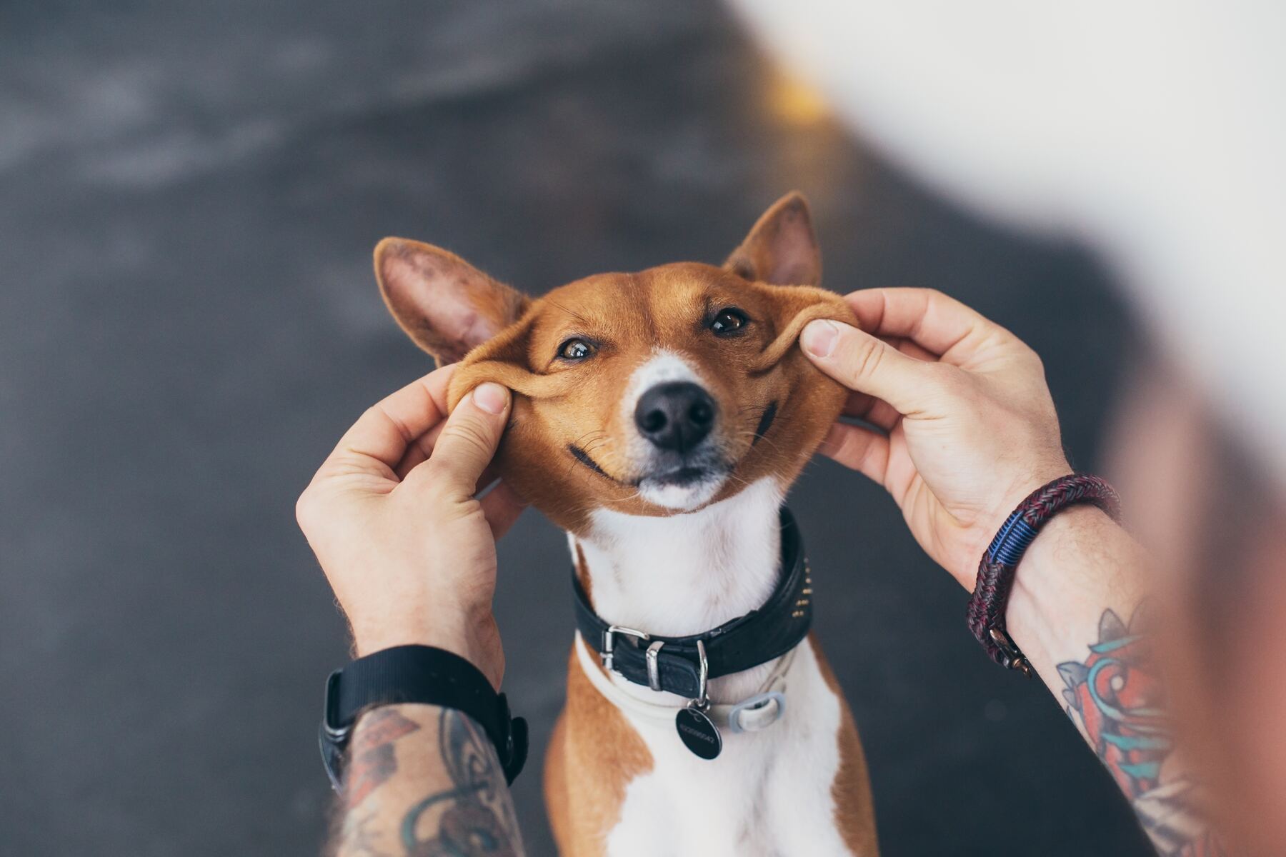 Mensch hält einem Hund die Wangen; der Hund sieht aus, als würde er lächeln