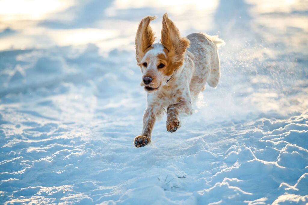 Cocker Spaniel springt mit fliegenden Ohren durch tiefen Schnee