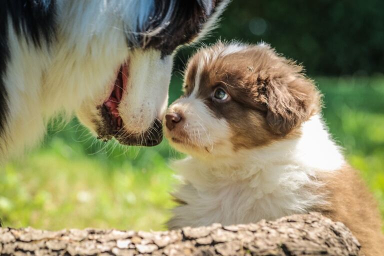 Erwachsener Border Collie und ein Welpe beschnuppern sich Nase an Nase