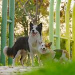 Border Collie und Corgi laufen zwischen bunten Slalomstangen auf einem Trainingsplatz