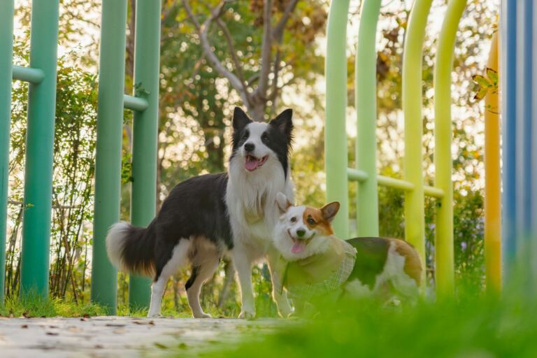 Border Collie und Corgi laufen zwischen bunten Slalomstangen auf einem Trainingsplatz