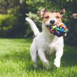 Jack Russell Terrier rennt mit einem bunten Spielball im Maul über eine Wiese