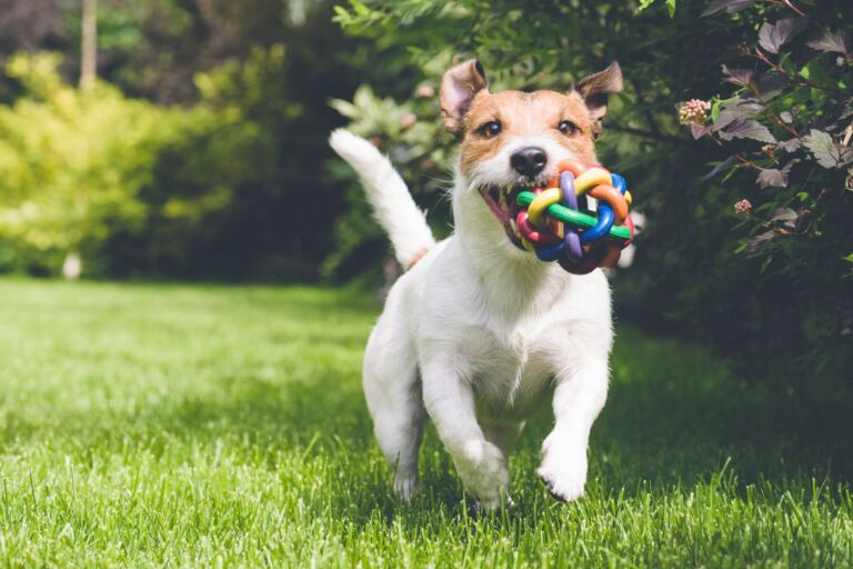 Jack Russell Terrier rennt mit einem bunten Spielball im Maul über eine Wiese