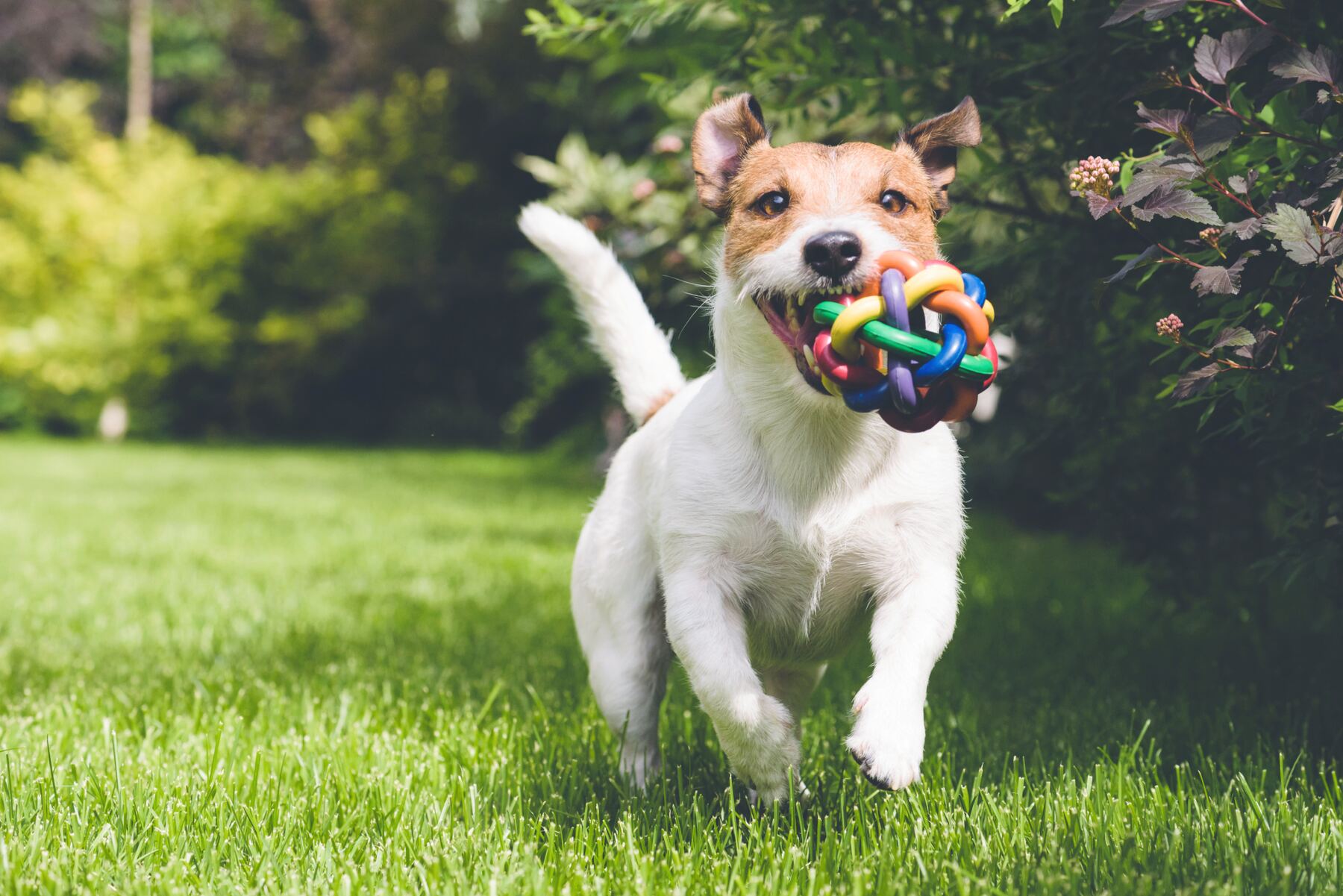 Jack Russell Terrier rennt mit einem bunten Spielball im Maul über eine Wiese
