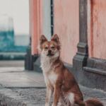 Straßenhund sitzt aufmerksam vor einer verwitterten Hauswand
