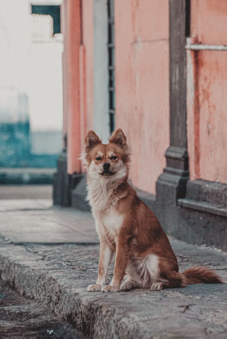 Straßenhund sitzt aufmerksam vor einer verwitterten Hauswand