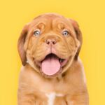 Portrait eines Bordeauxdoggen-Welpen mit heraushängender Zunge