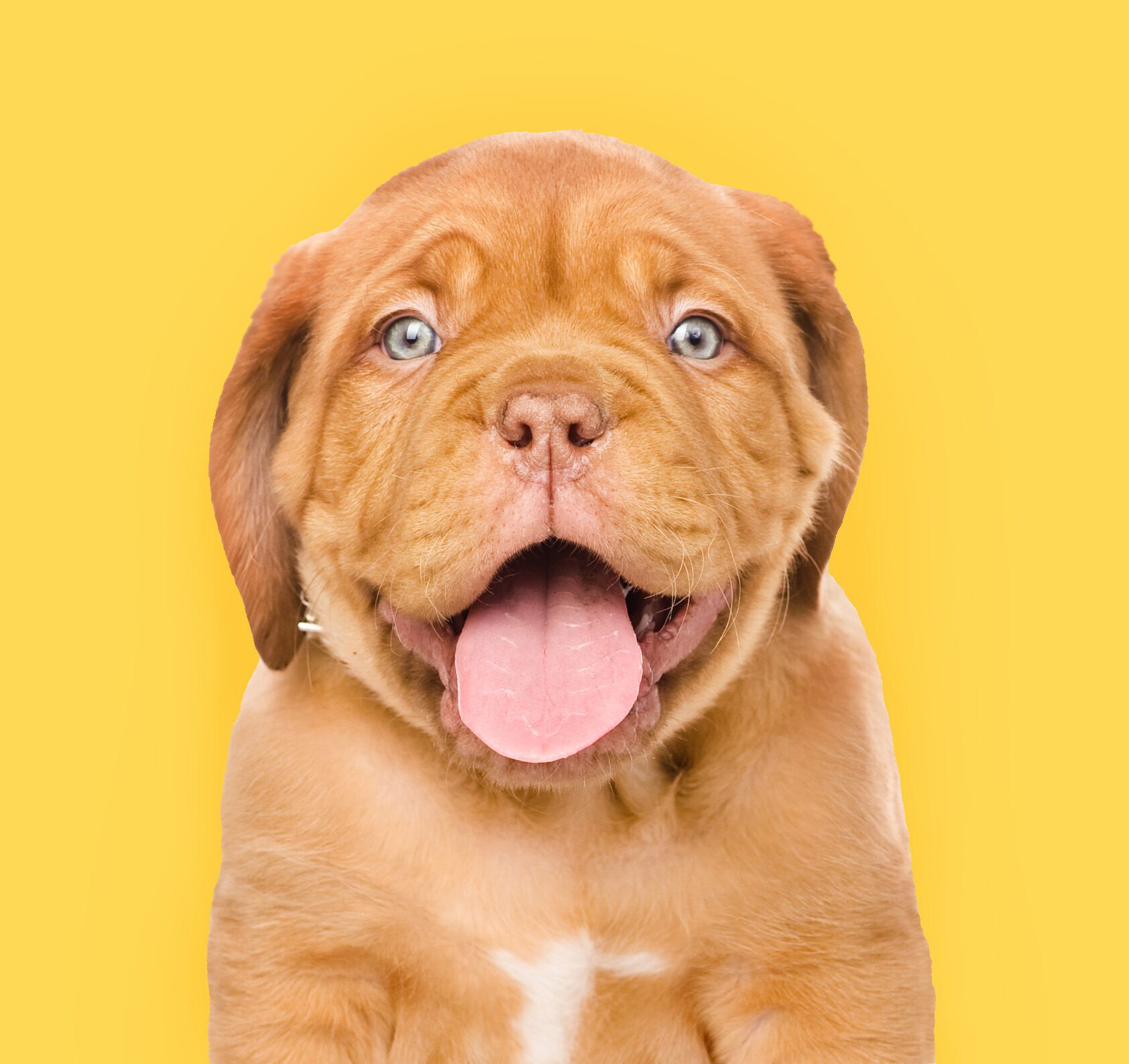 Portrait eines Bordeauxdoggen-Welpen mit heraushängender Zunge
